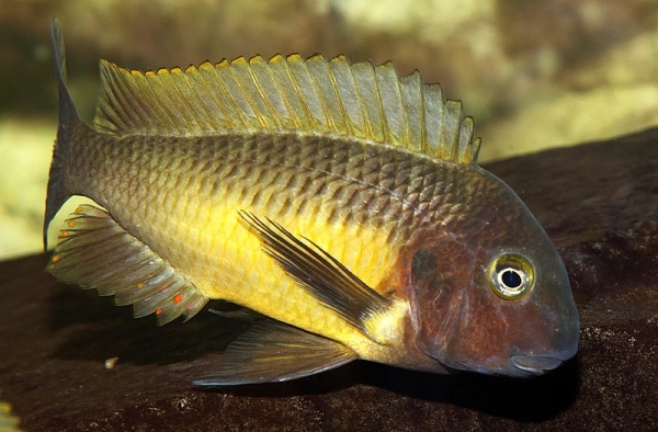 Tropheus moorii 'Linangu'